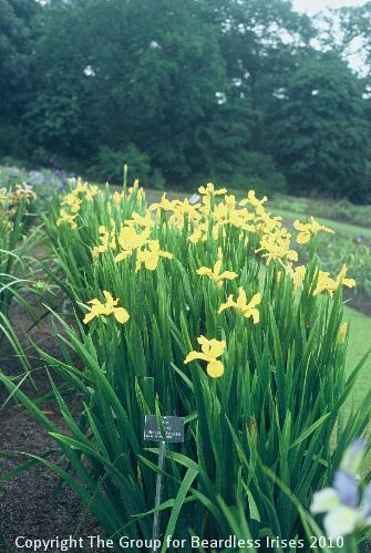 Iris Hickory Leaves (spuria)